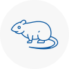 Rat Control Hazel Grove