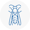 Hazel Grove Wasp Nest Removal
